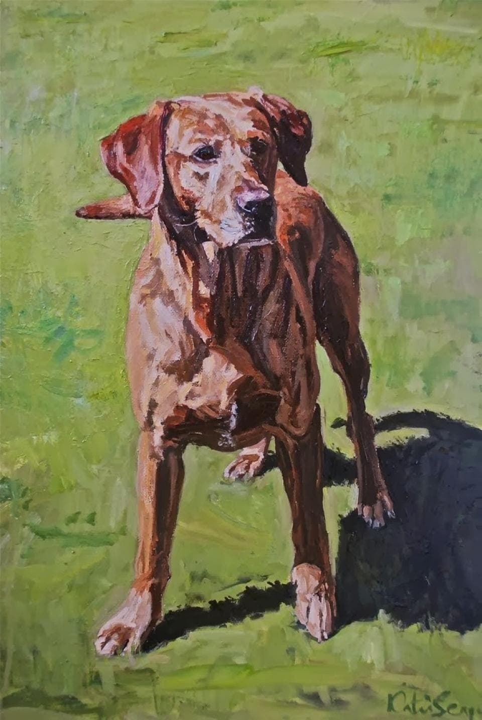 Fox Red Labrador, a commissioned portrait